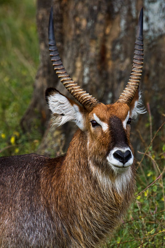  Waterbuck  Maasai Mara   Kenya